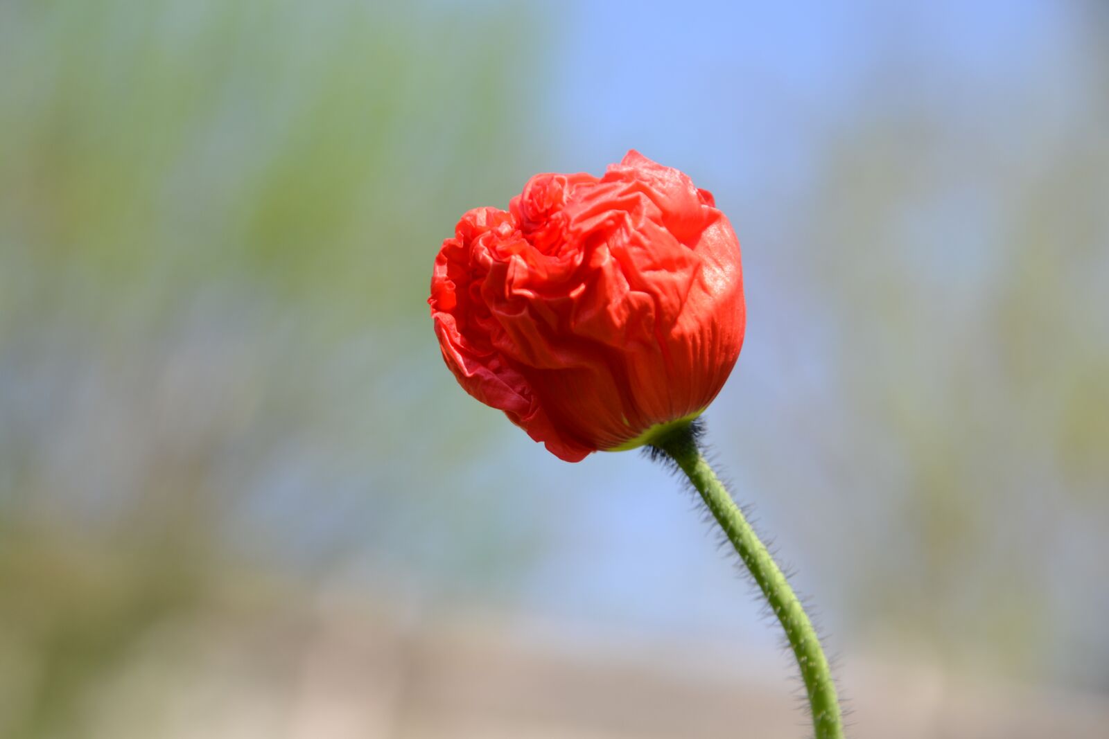 Nikon D3100 sample photo. Poppy, red, blossom photography