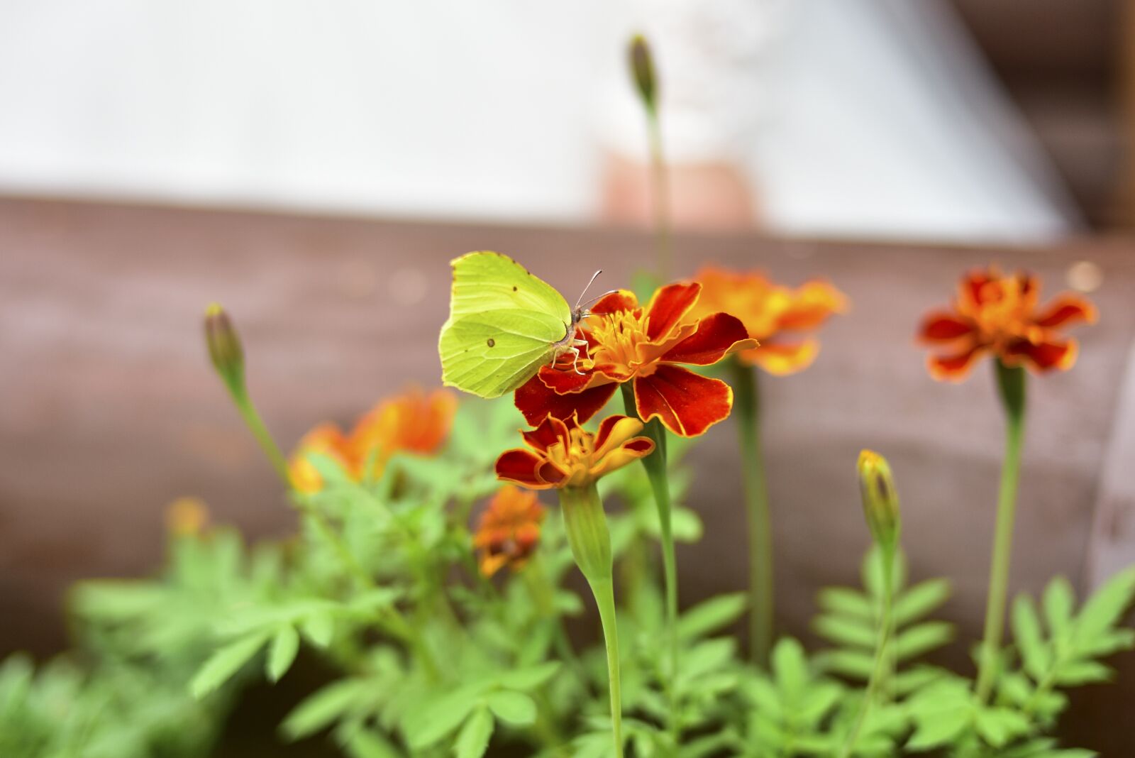 Nikon D7200 sample photo. Flowers, summer, butterfly photography