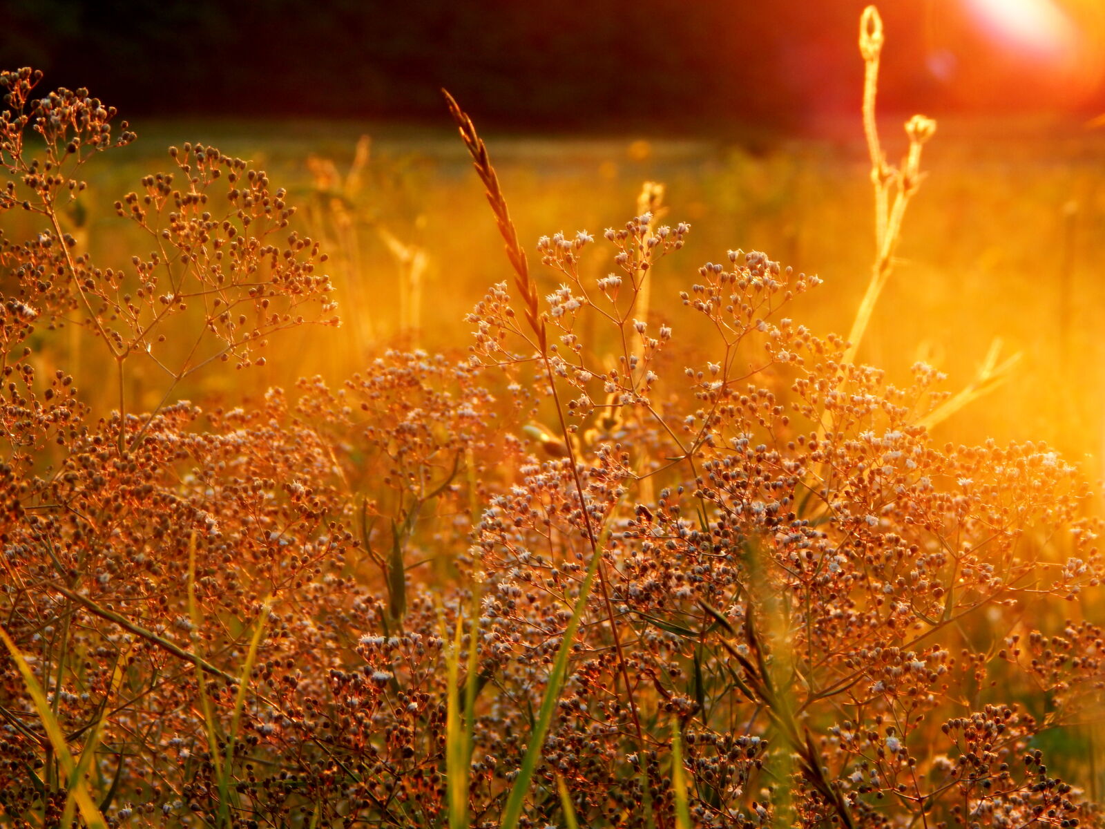 Nikon Coolpix L820 sample photo. Field, sunset photography
