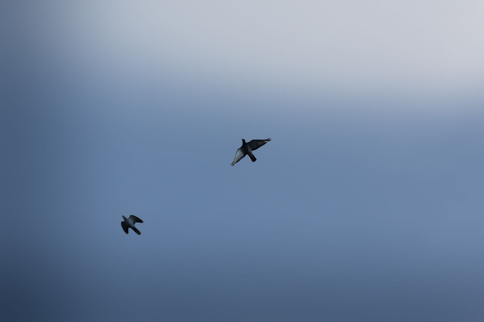 Nikon D7200 sample photo