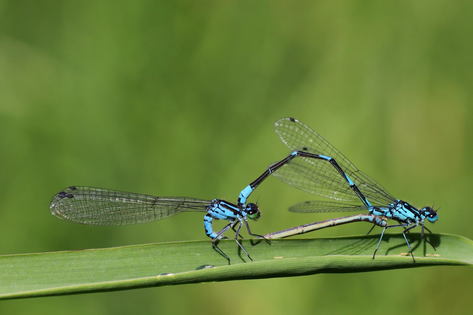 Tamron SP 90mm F2.8 Di VC USD 1:1 Macro sample photo. Dragonflies, pairing, nature photography