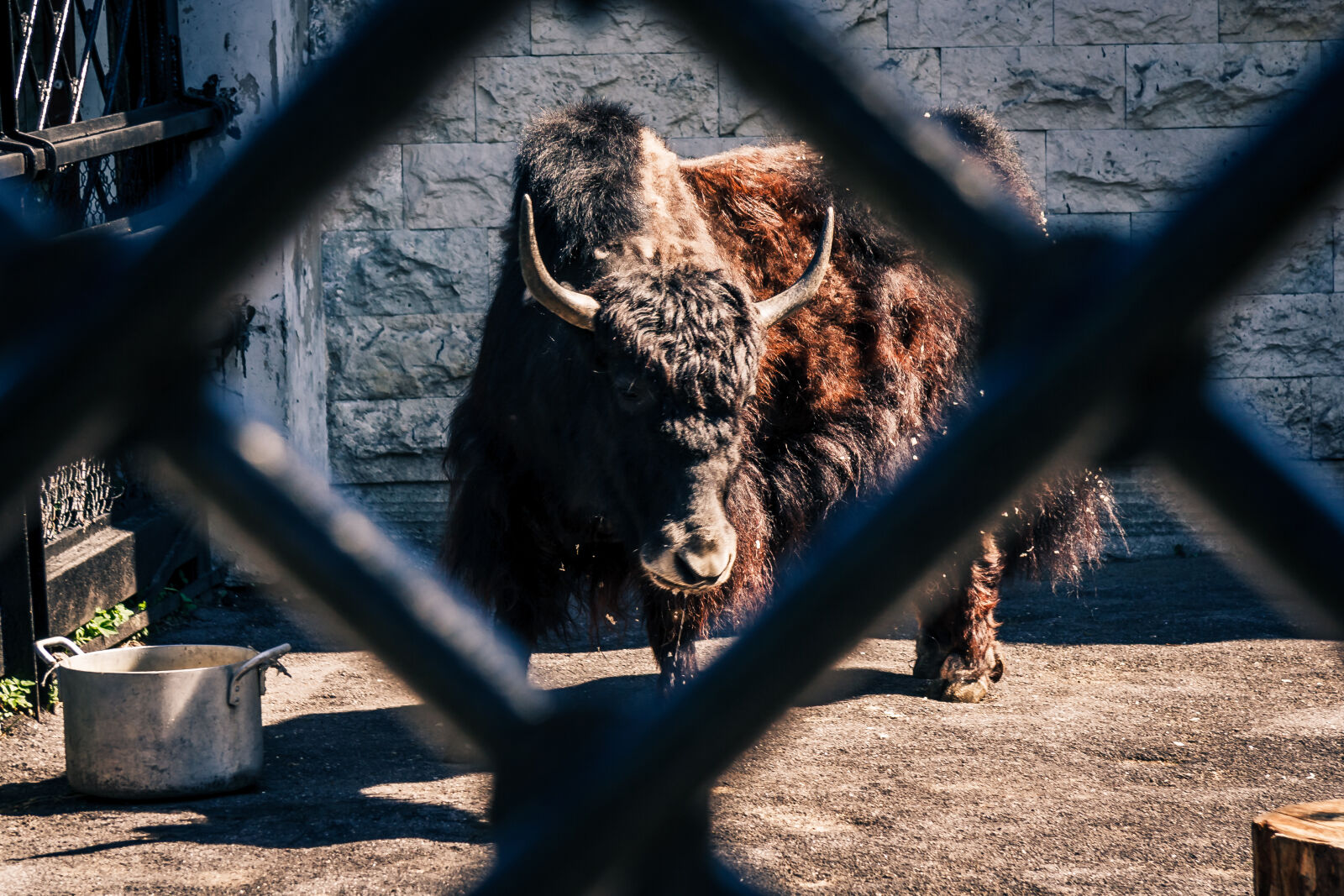 Canon EF-S 17-85mm F4-5.6 IS USM sample photo. Buffalo, zoo photography
