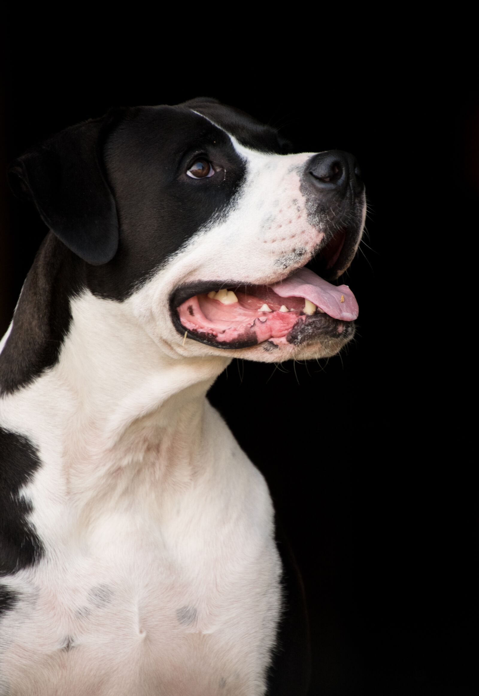 Nikon D3300 sample photo. Dog, portrait, cute photography