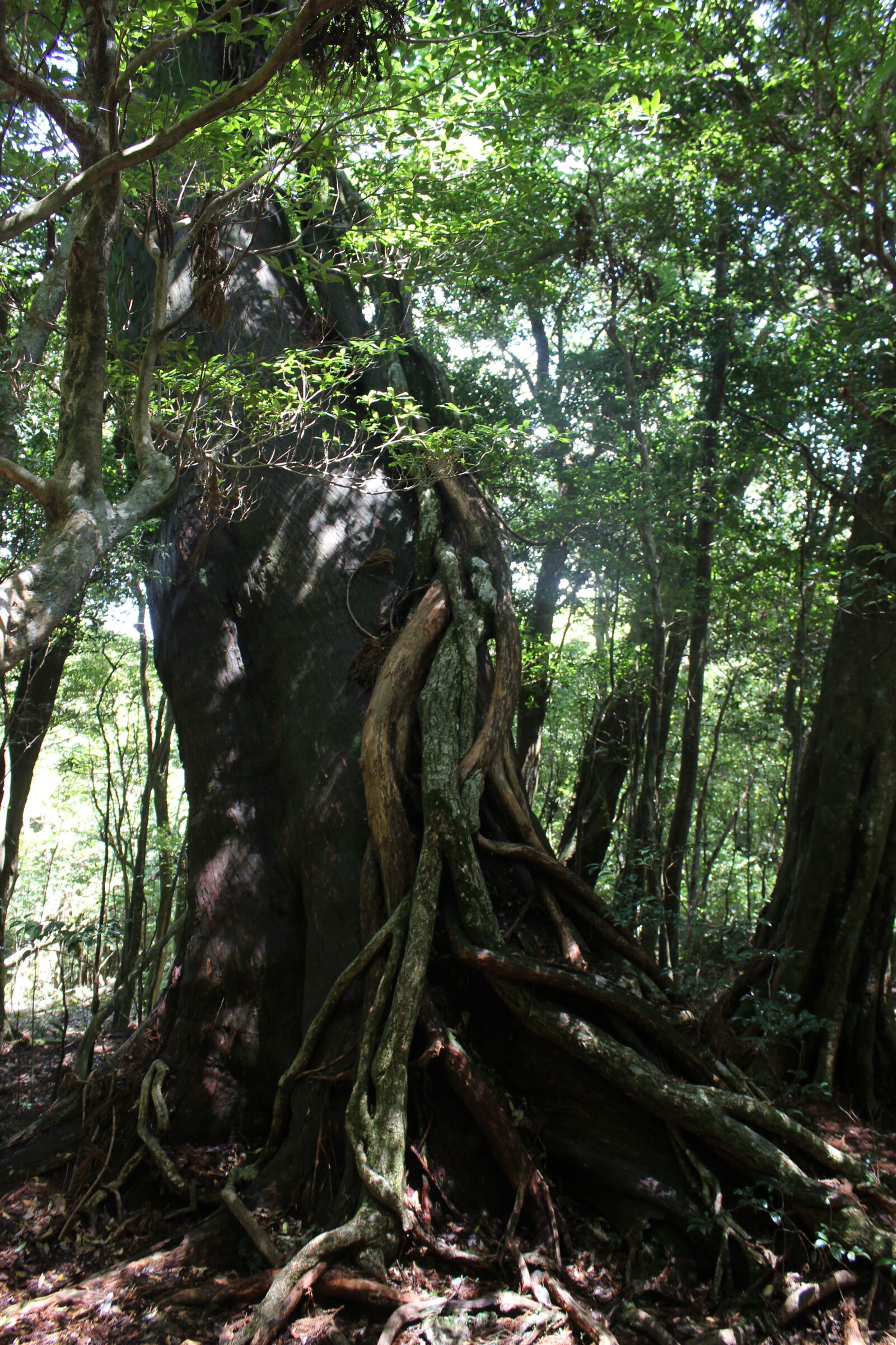 Canon EOS 600D (Rebel EOS T3i / EOS Kiss X5) sample photo. Tree photography