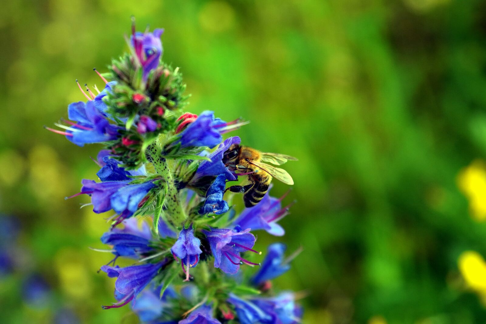 Nikon D3300 sample photo. Flora, flower, nature, leaf photography