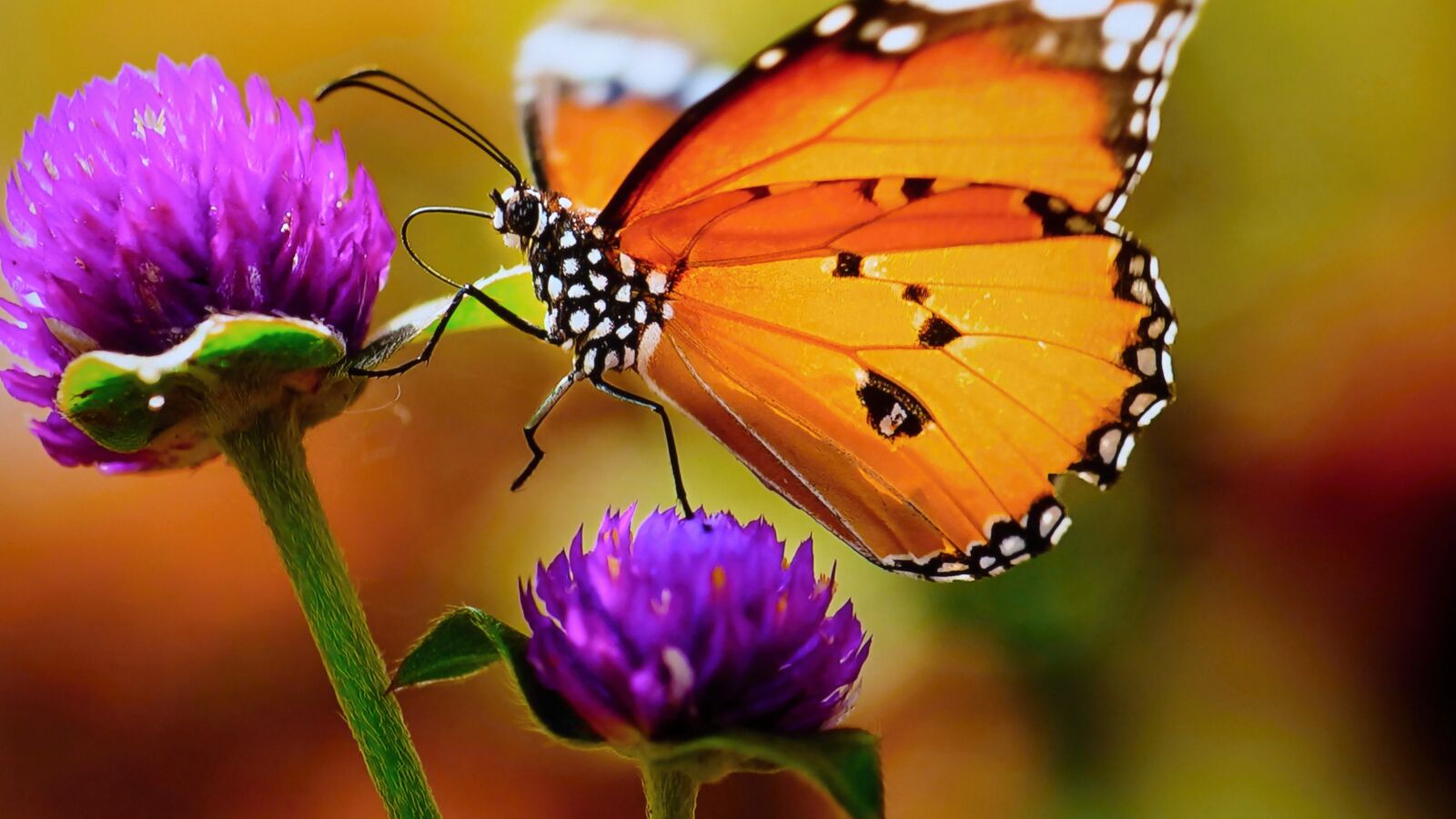 Panasonic DMC-FZ72 sample photo. Butterfly, meadow, flower photography