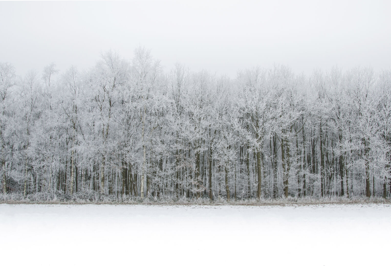 Nikon D7000 sample photo. Cold, fog, forest, frost photography