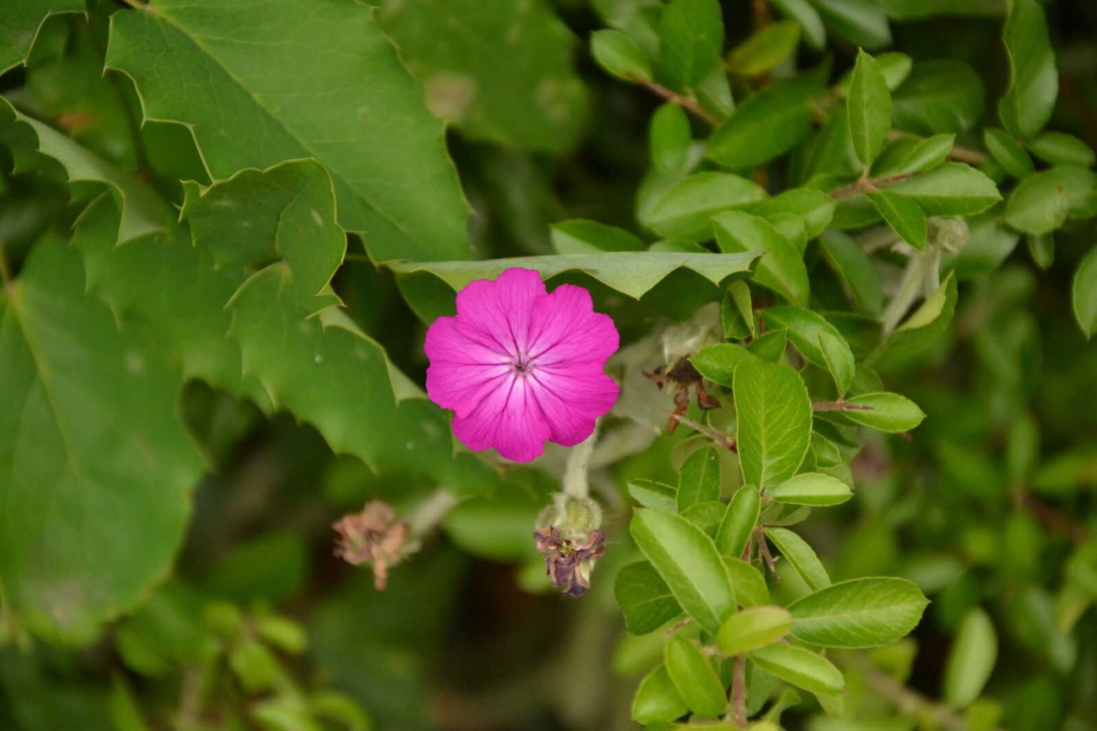 Nikon D3100 sample photo. Nature, plant, flower photography