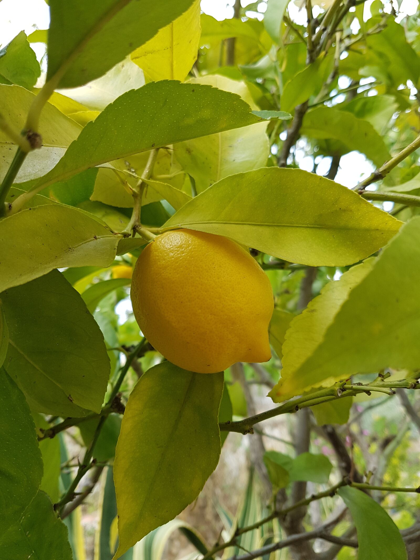 Samsung Galaxy S7 sample photo. Lemon, lemon tree, citrus photography