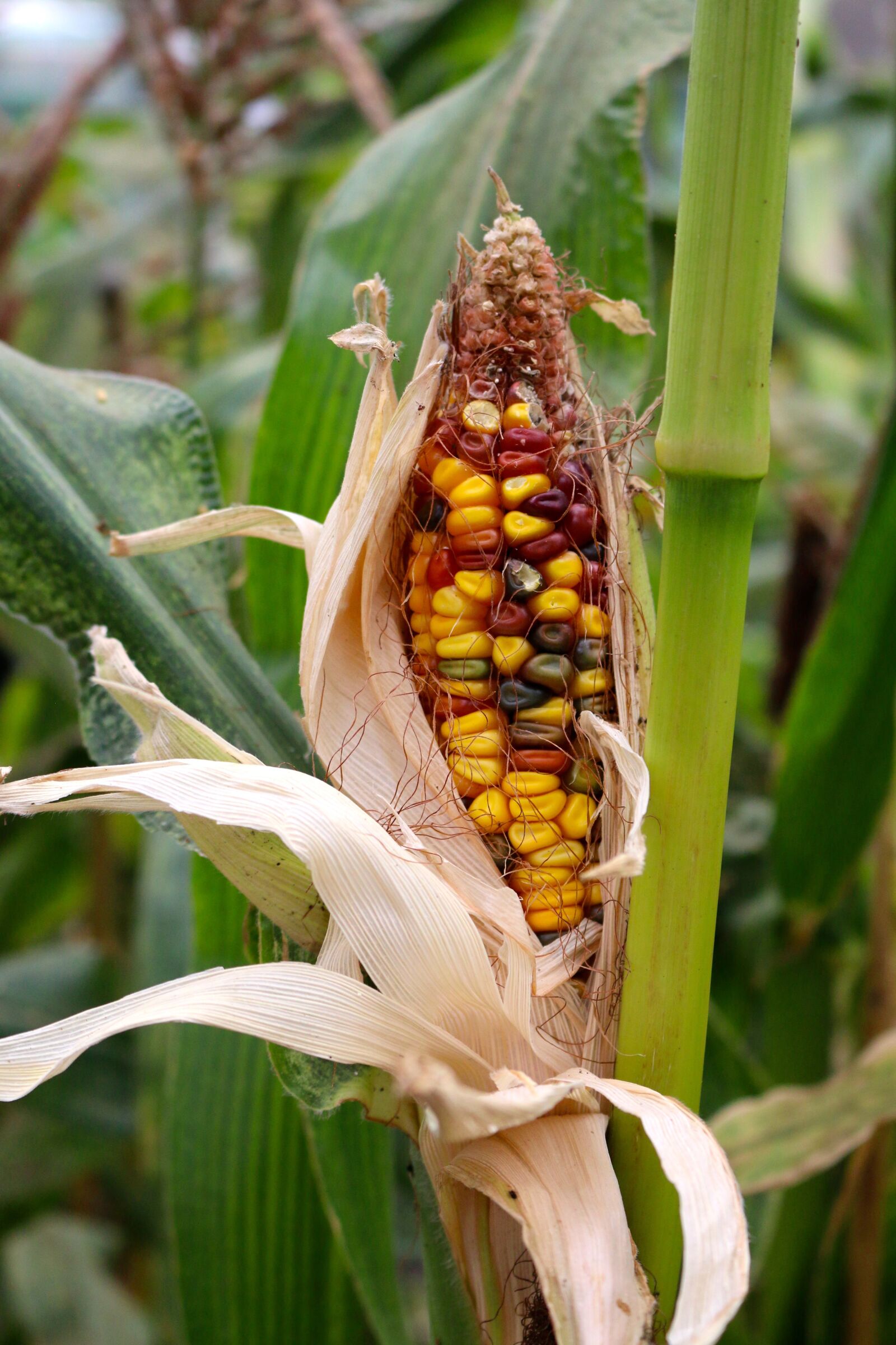 Canon EOS 70D sample photo. Corn, maize, grow photography