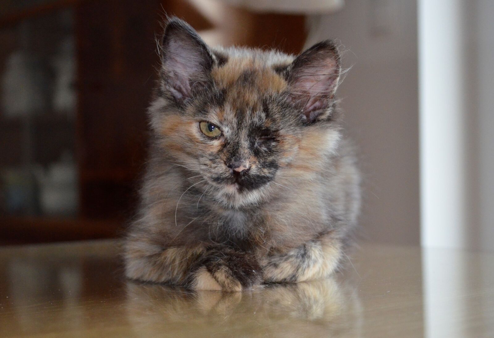 Nikon D5100 sample photo. Kitten, animals, nature photography