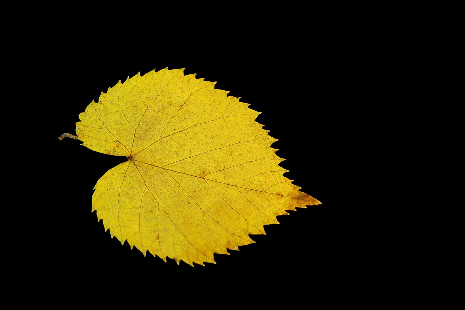 Pentax K-S2 sample photo. Yellow leaf, gold, feather photography