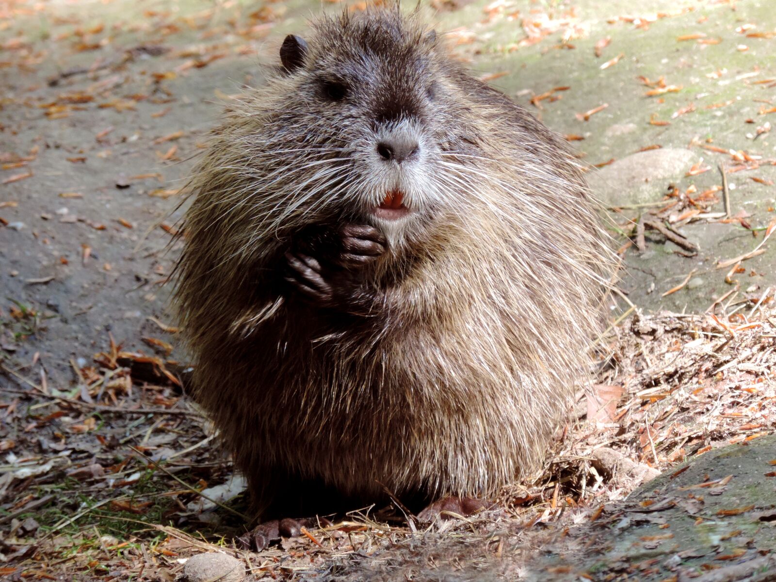 Nikon Coolpix P520 sample photo. Nutria, rodent, mammal photography