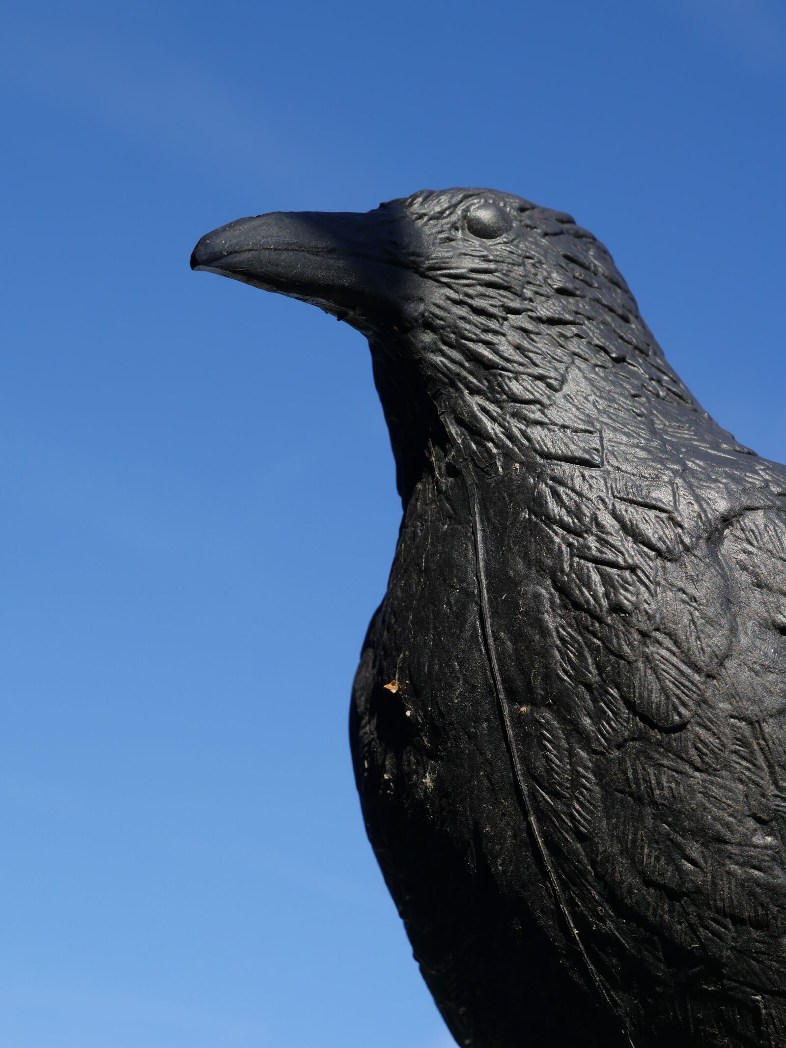 Panasonic Lumix DMC-GX8 sample photo. Raven, scarecrow, bird photography