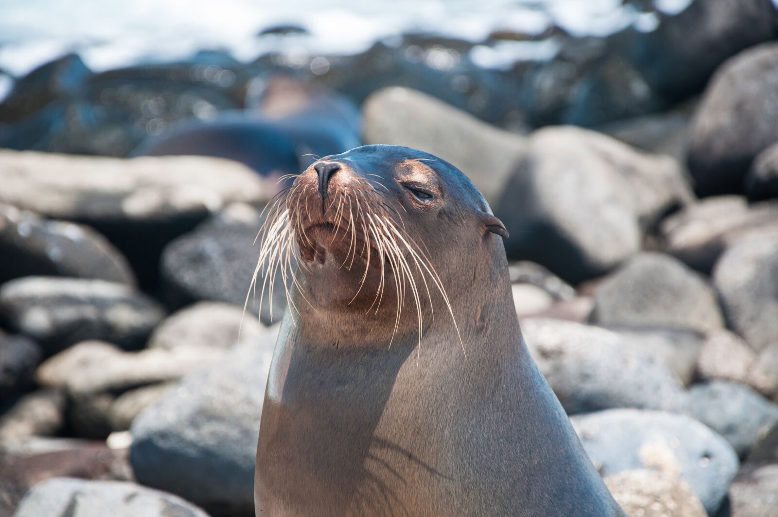 Nikon D90 sample photo. Galapagos, sea lion, ocean photography
