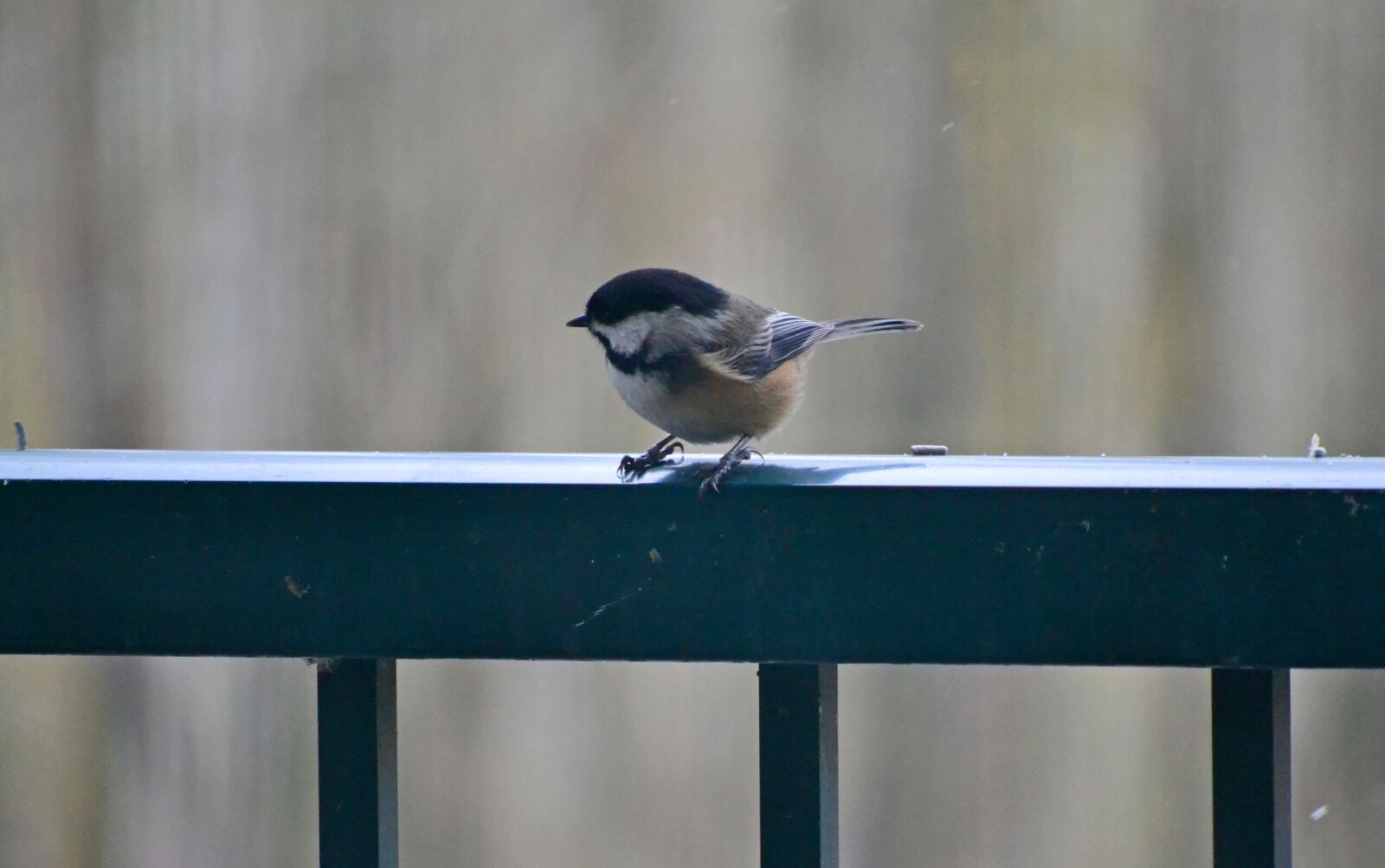 Nikon D3100 sample photo. Bird, feather, rail photography