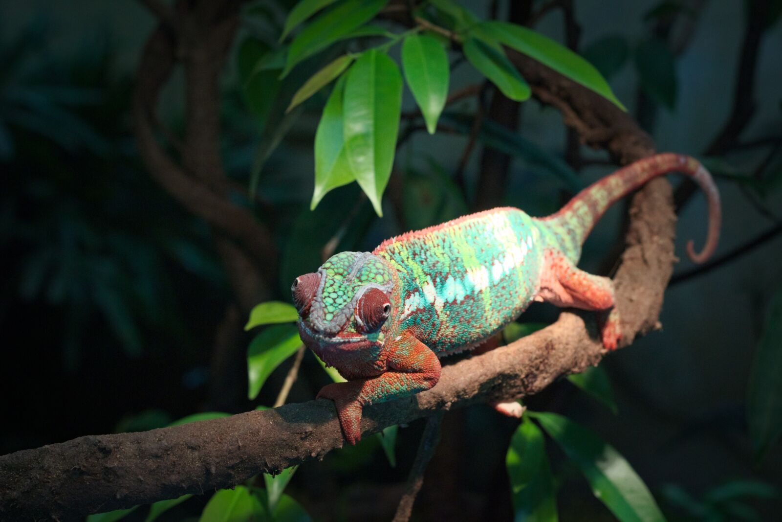 Canon EOS 700D (EOS Rebel T5i / EOS Kiss X7i) sample photo. Wildlife, nature, rainforest photography