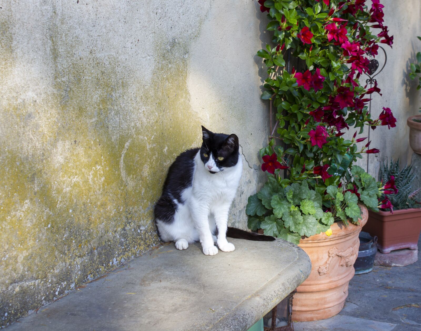 Canon EF-S 18-55mm F3.5-5.6 IS sample photo. Cat, garden, relax photography