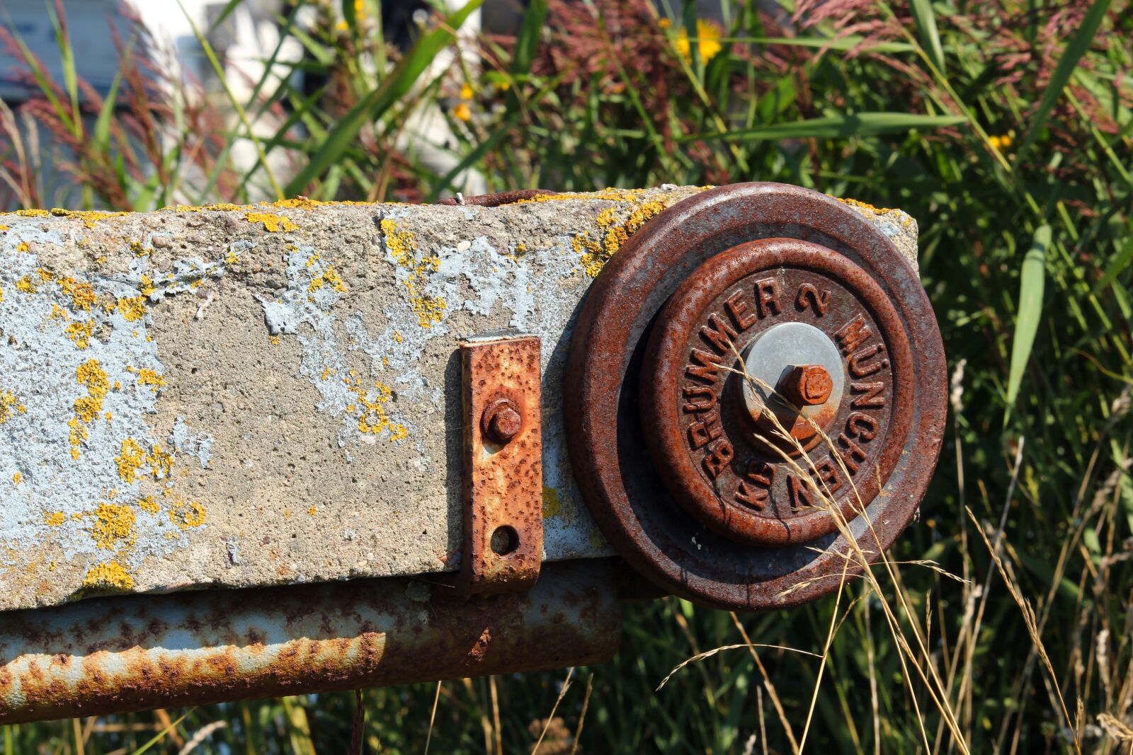 Canon EF-S 55-250mm F4-5.6 IS STM sample photo. Weight, reed, reed belt photography