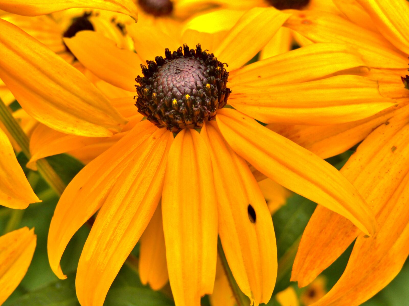 Canon POWERSHOT SX432 IS sample photo. Flower, yellow, sunflower photography