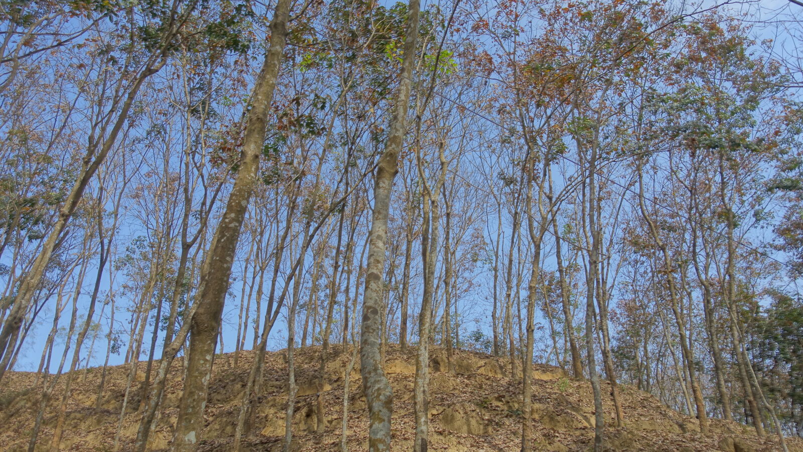 Sony Cyber-shot DSC-RX100 III sample photo. Fallen, trees photography