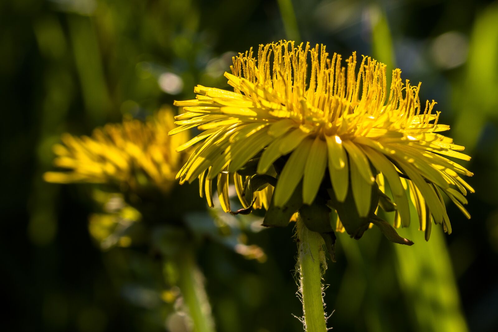 Canon EOS 7D sample photo. Dandelion, yellow, pointed flower photography