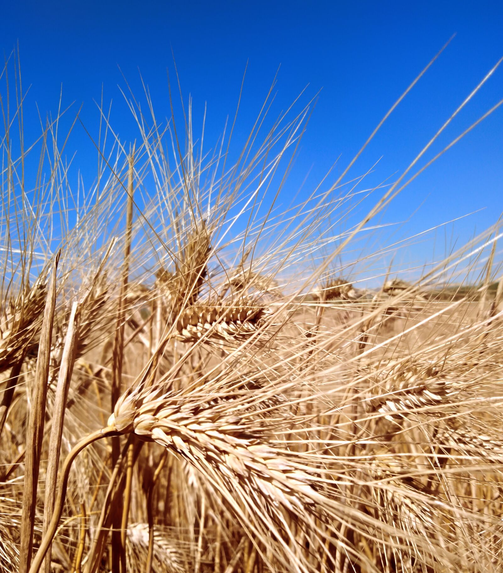 HUAWEI Y6 PRIME 2018 sample photo. Farmer, farm, village photography