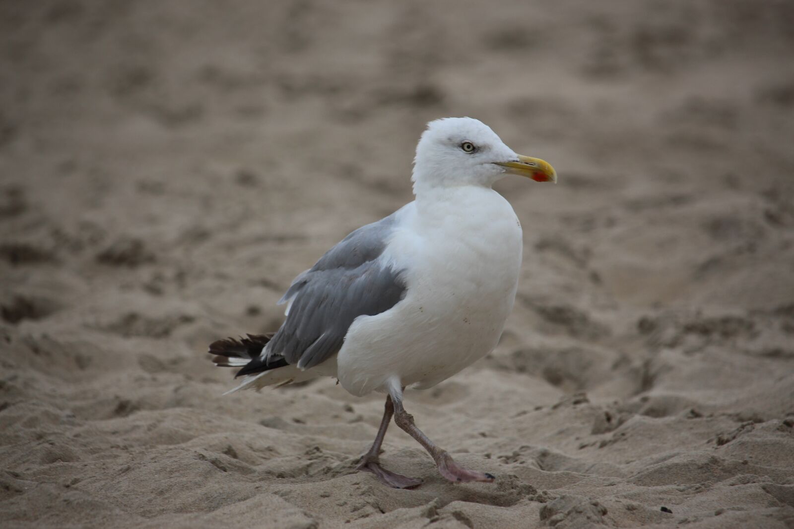 Canon EF-S 55-250mm F4-5.6 IS STM sample photo. Gull, goes, sand photography