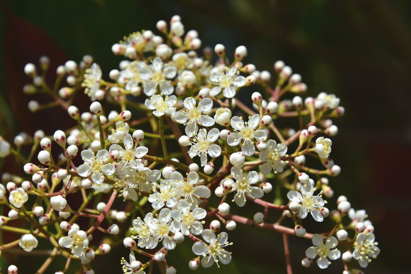 Nikon D7200 sample photo. Flower, nature, plant photography