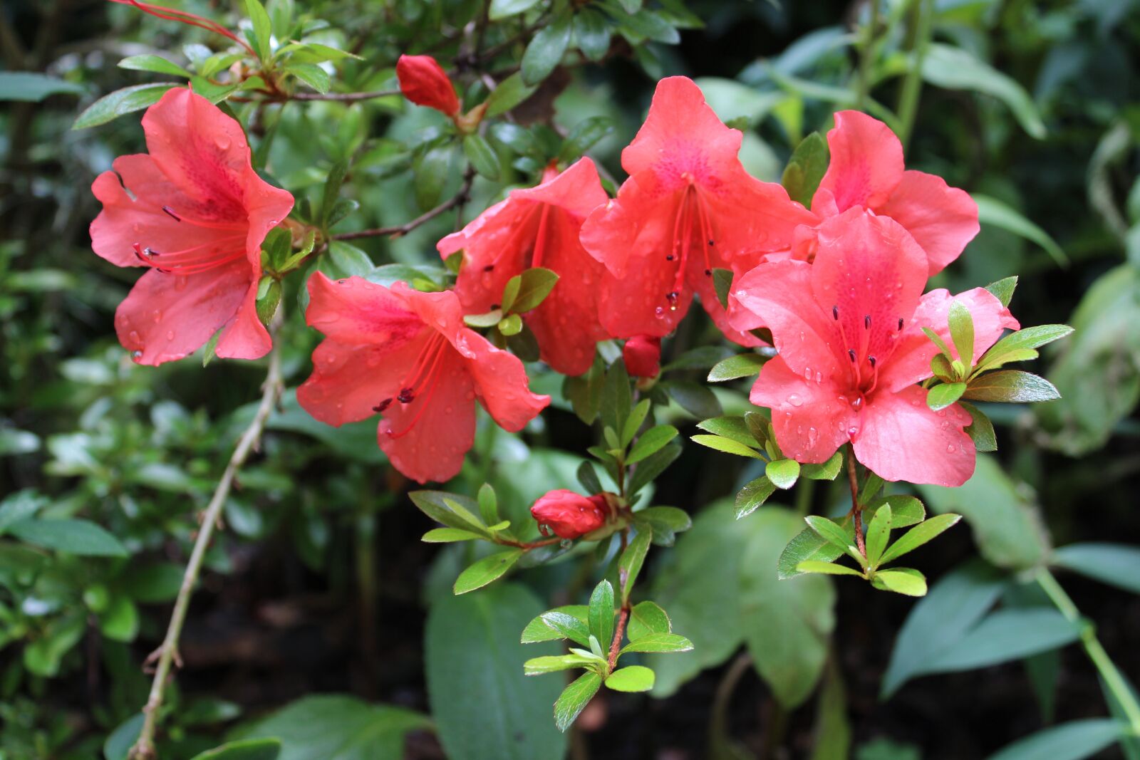 Canon EOS 1300D (EOS Rebel T6 / EOS Kiss X80) sample photo. Flower, nature, garden photography