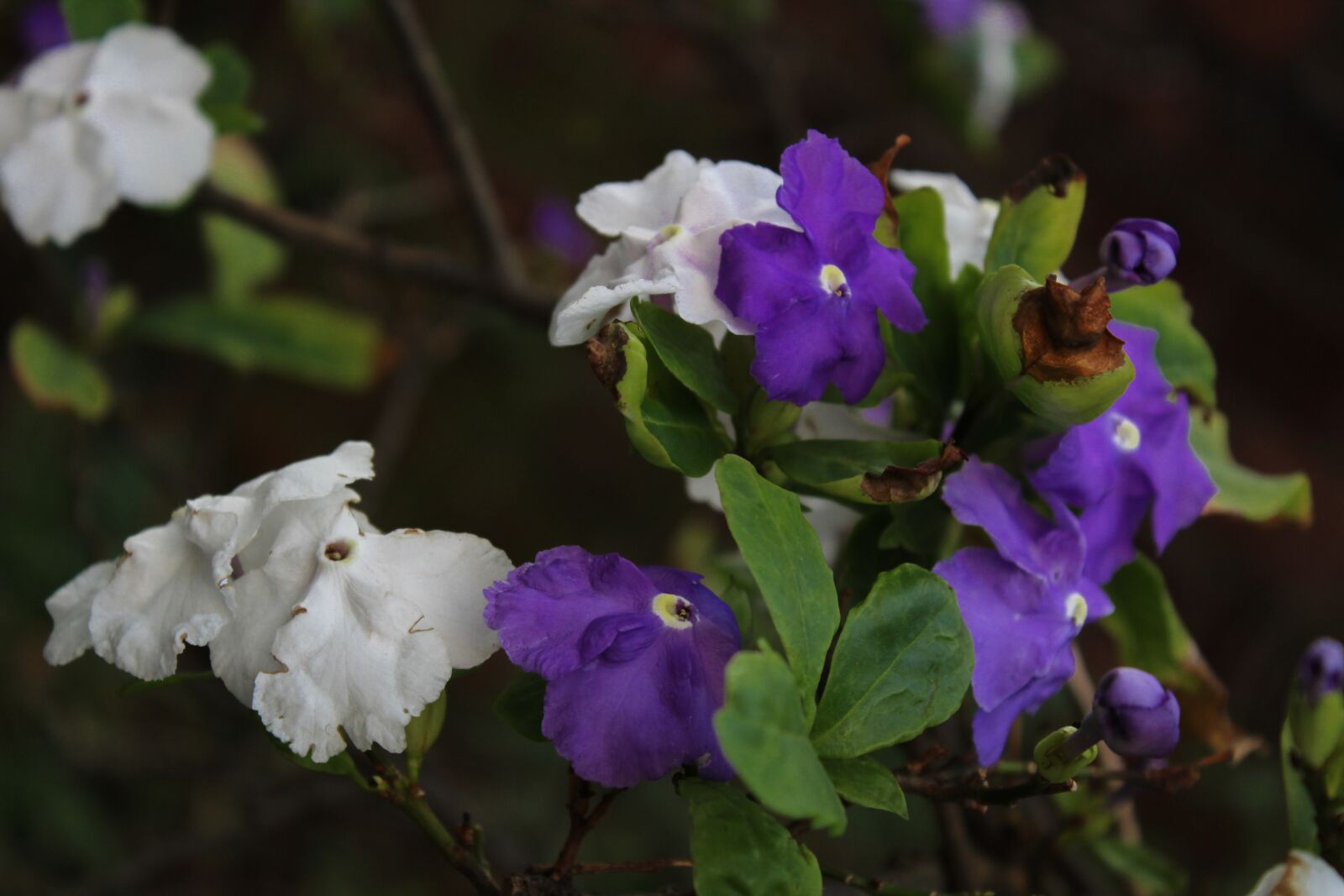 Canon EOS 1300D (EOS Rebel T6 / EOS Kiss X80) sample photo. Yesterday today and tomorrow photography