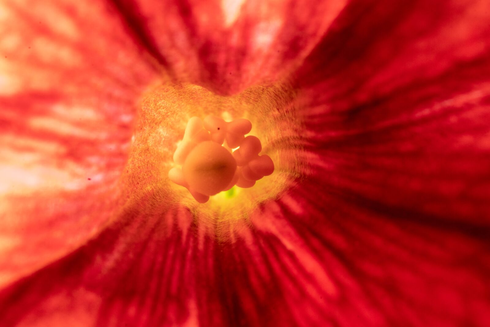 MACRO 50mm F2.8 sample photo. Macro, close up, nature photography
