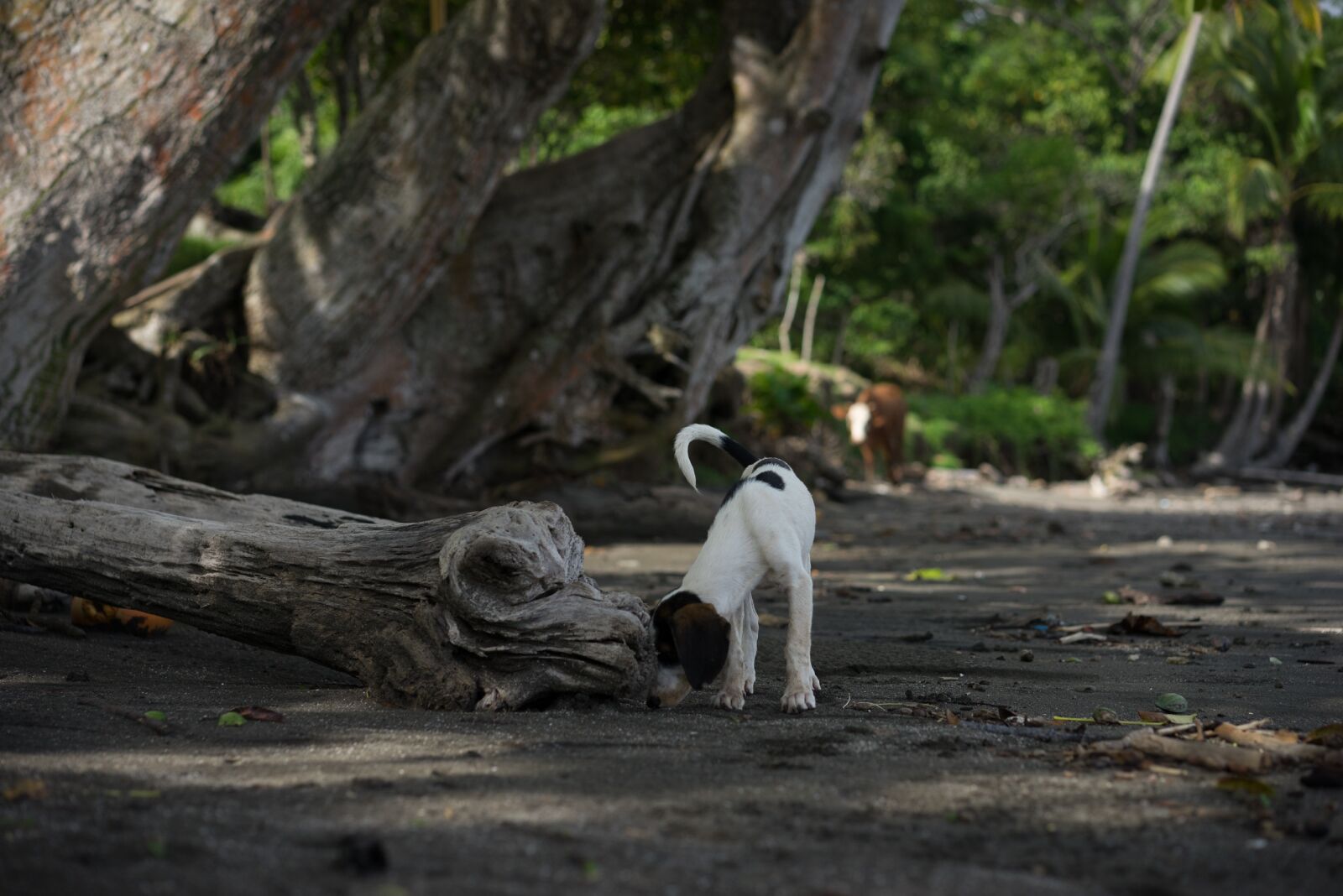 Sony a7R + Sony Sonnar T* FE 55mm F1.8 ZA sample photo. Animal, dog, sweet photography