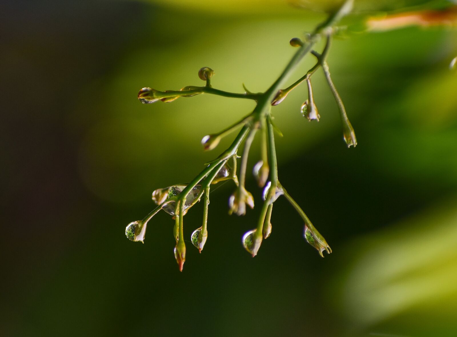 Nikon D3400 sample photo. Nature, rain, water photography