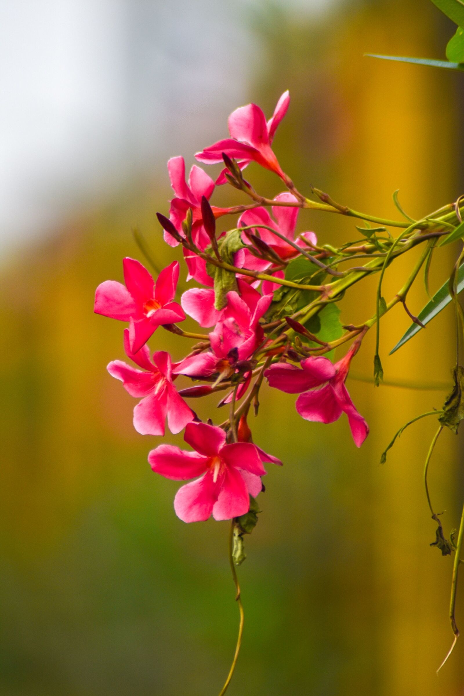 Nikon D3400 sample photo. Flower, nature, pink photography