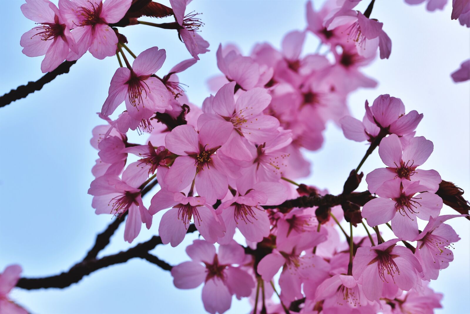 Nikon D7200 sample photo. Ornamental cherry, cherry blossoms photography