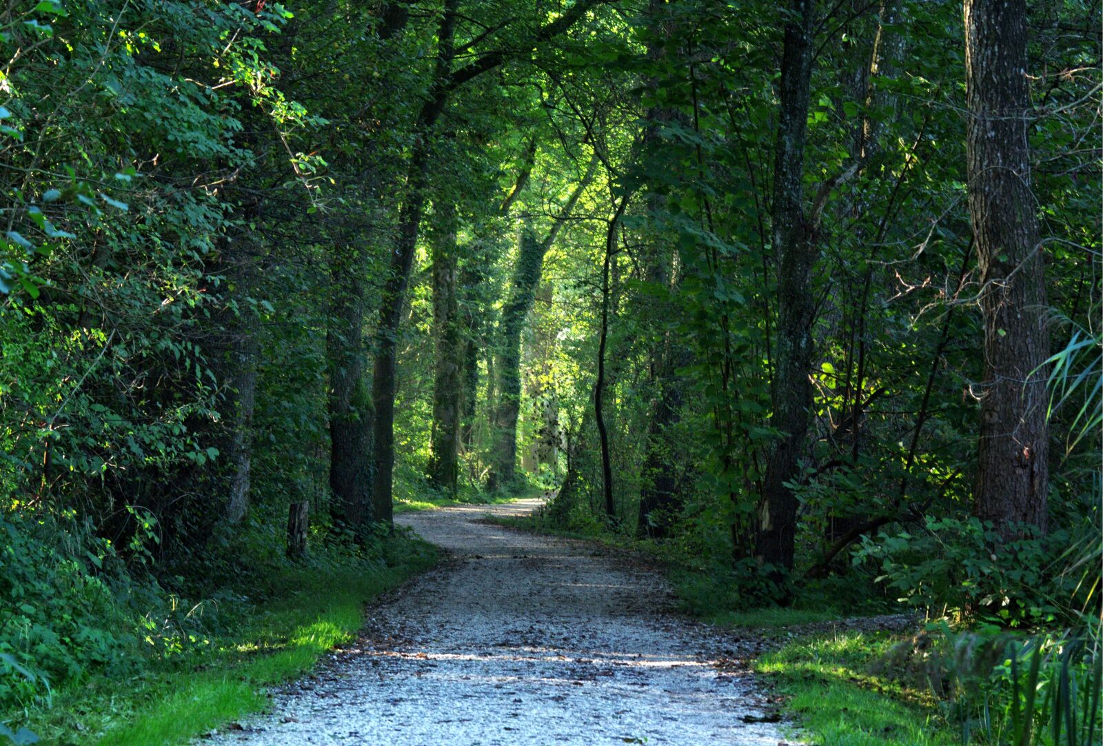 55.0-200.0mm f/4.0-f/5.6 sample photo. Away, forest path, trees photography