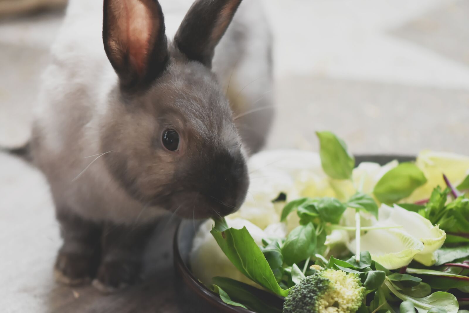 Nikon D7200 sample photo. Dwarf rabbit, color dwarf photography