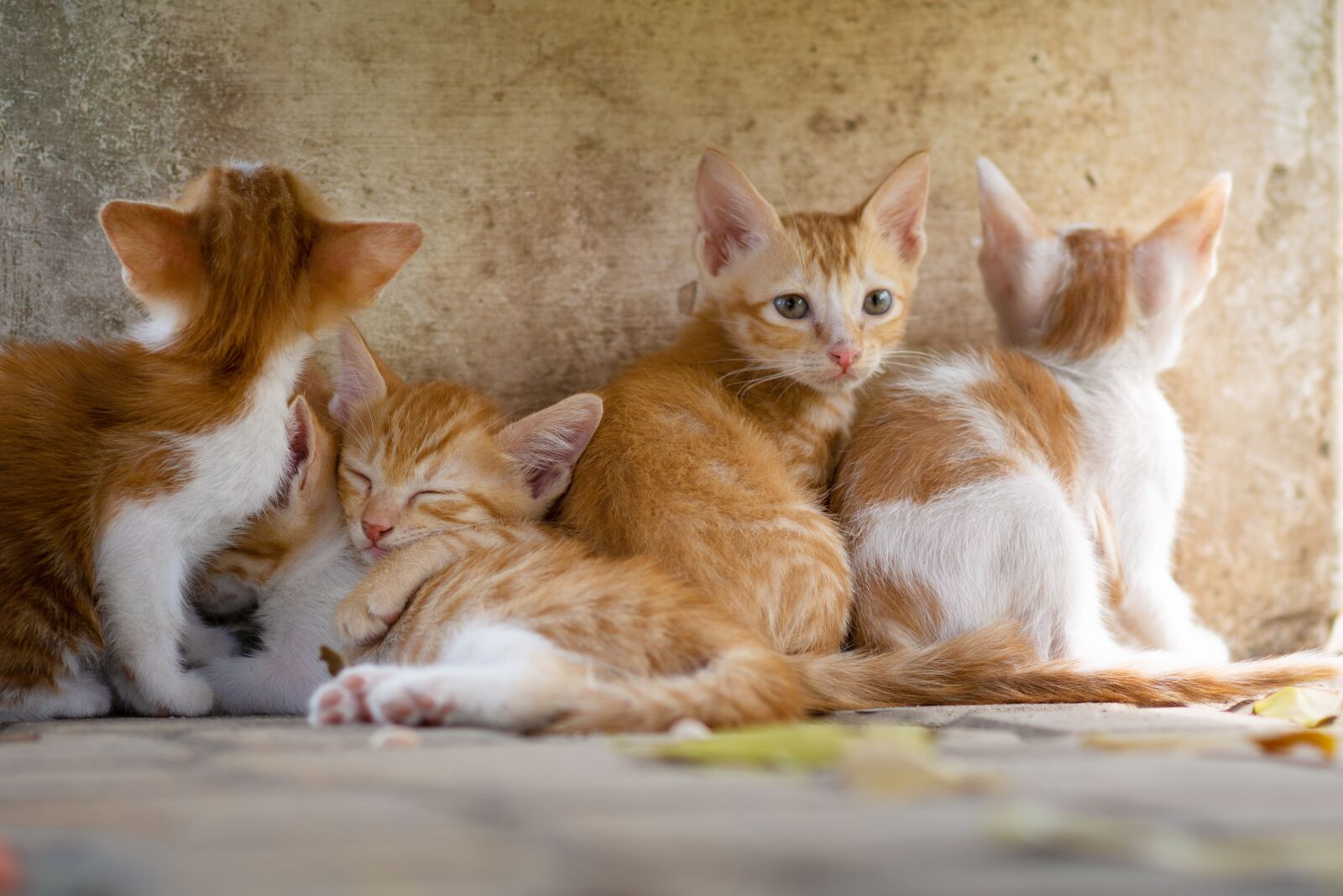 Nikon D7100 sample photo. Cat, animal, kitty photography