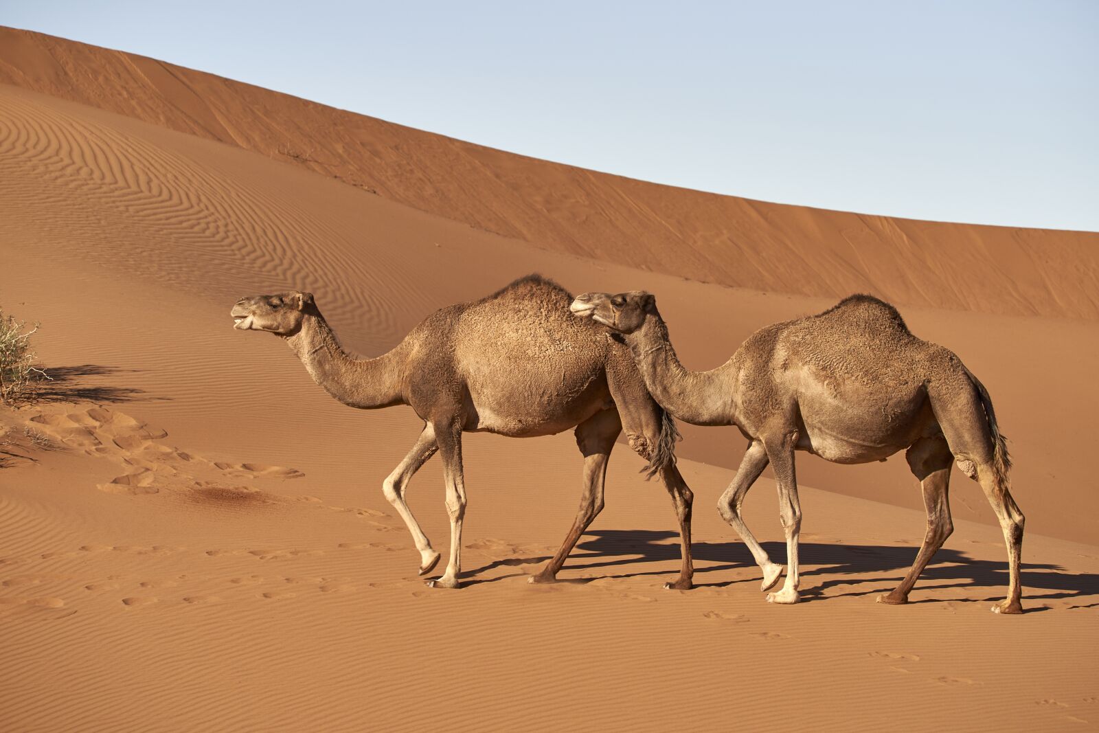 Sony a7 III + Sony FE 70-300mm F4.5-5.6 G OSS sample photo. Dromedary, camel, morocco photography