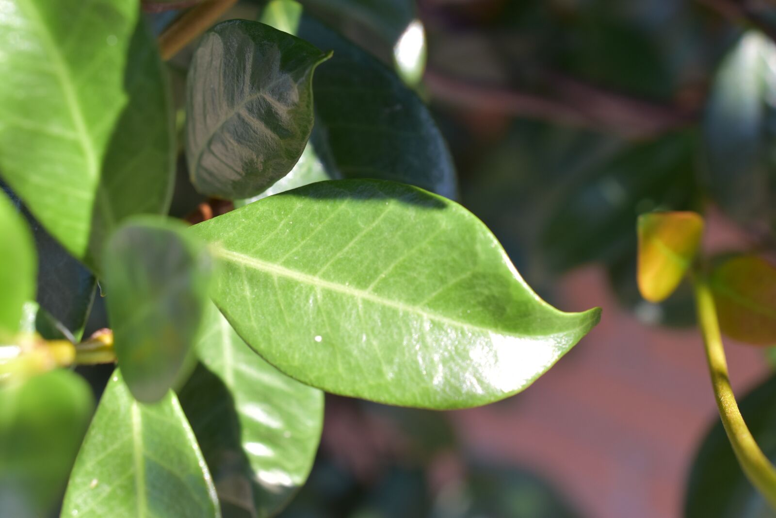 Nikon D5600 sample photo. Leaf, evergreen, leaves photography