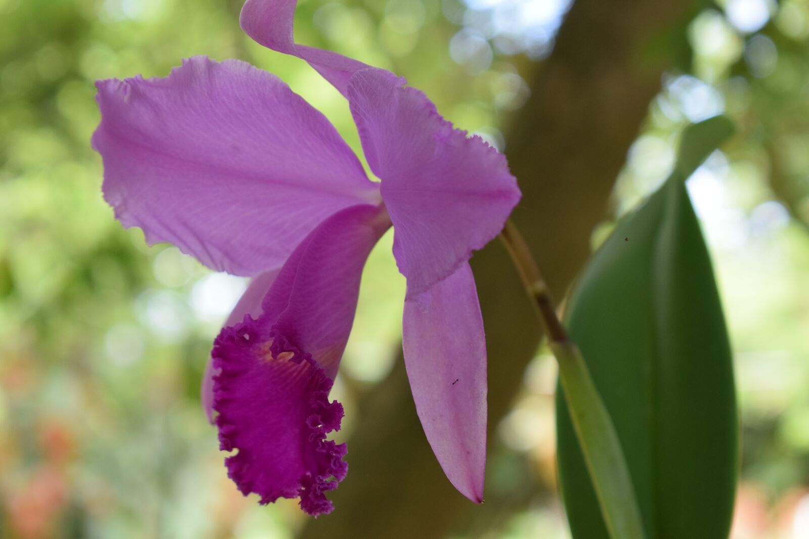 Nikon D5300 sample photo. Orchid, flower, nature photography