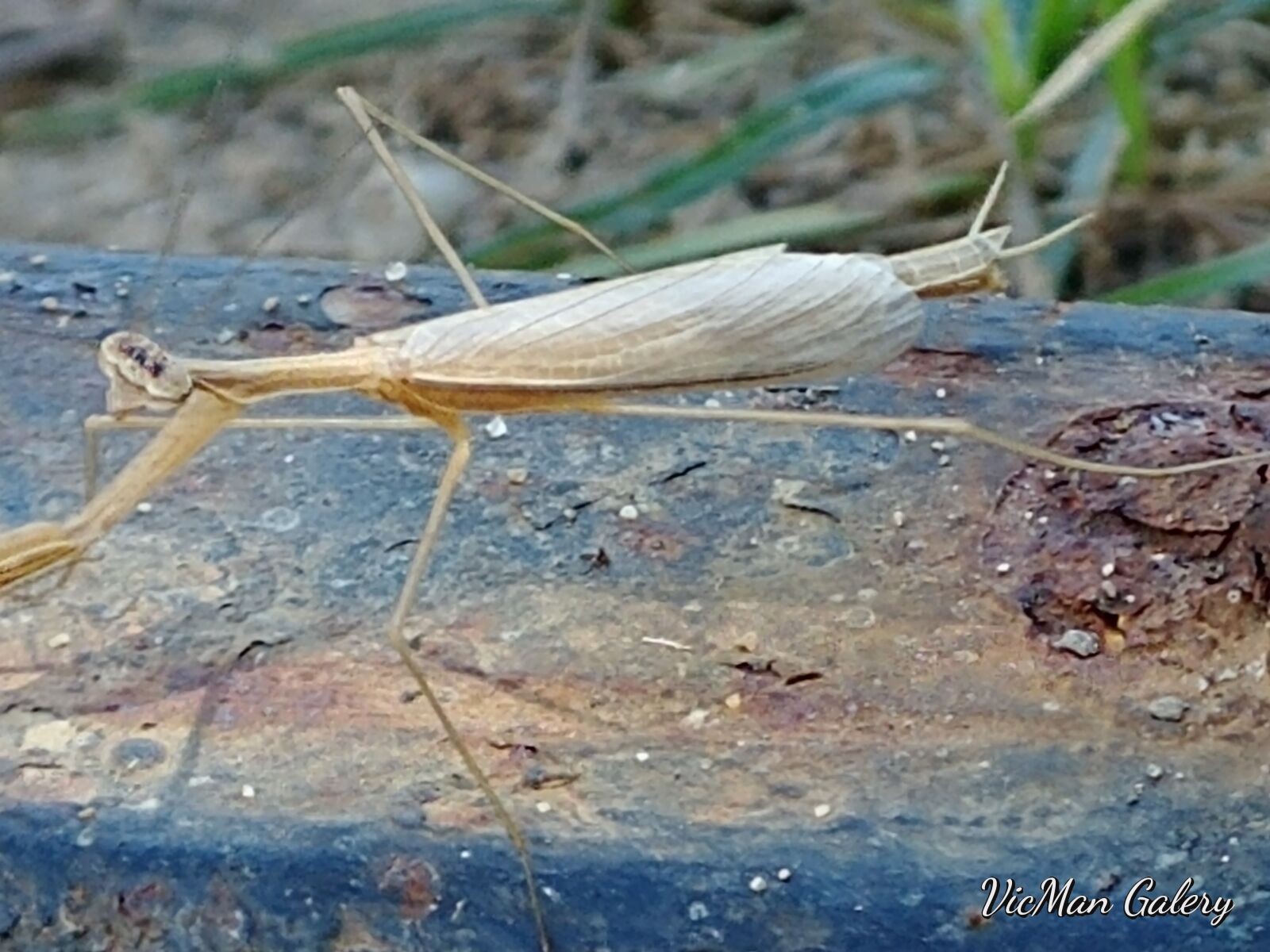 LG G6 sample photo. Cicada, animal, insecto photography