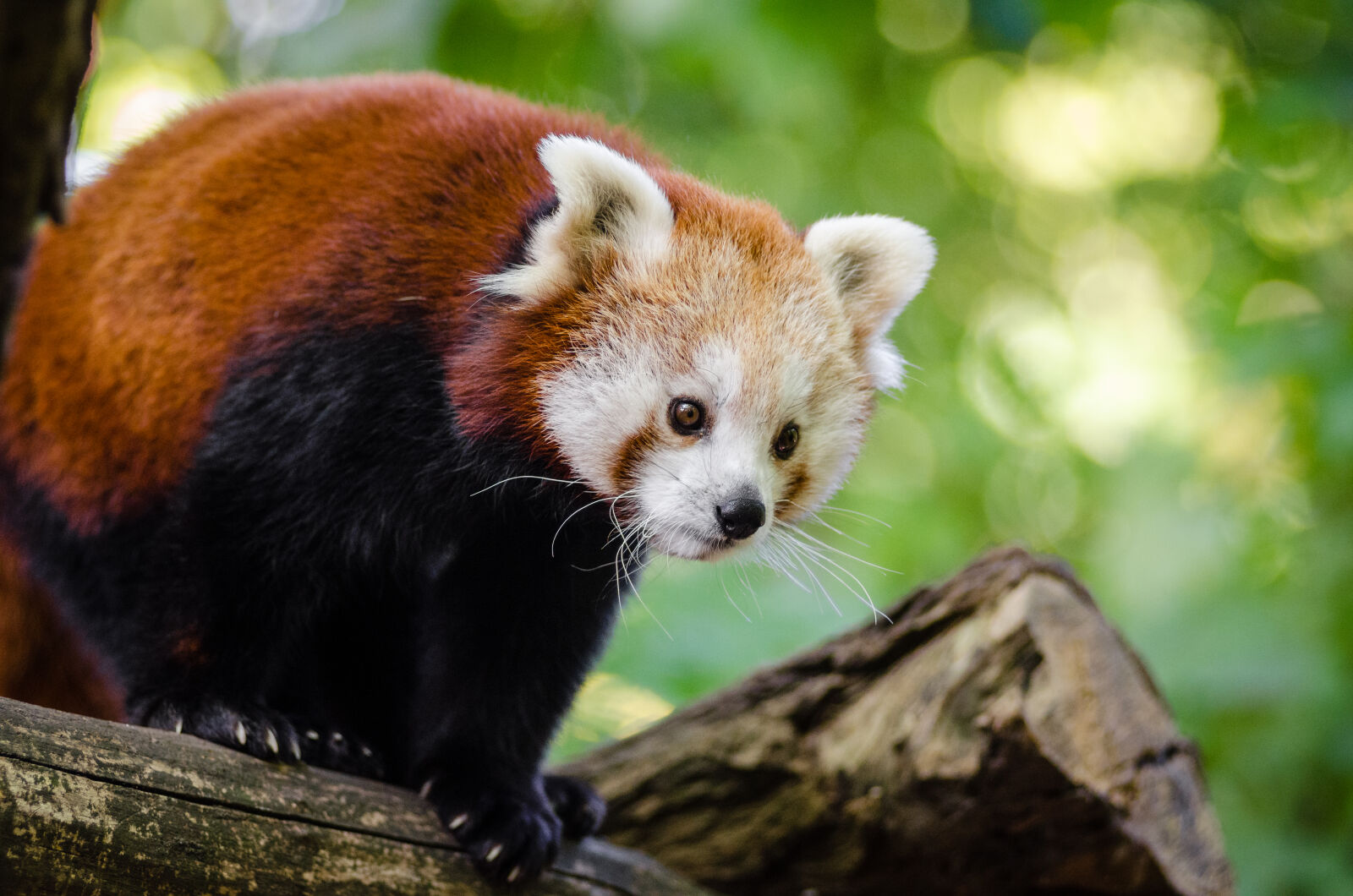 AF Zoom-Nikkor 80-200mm f/2.8 ED sample photo