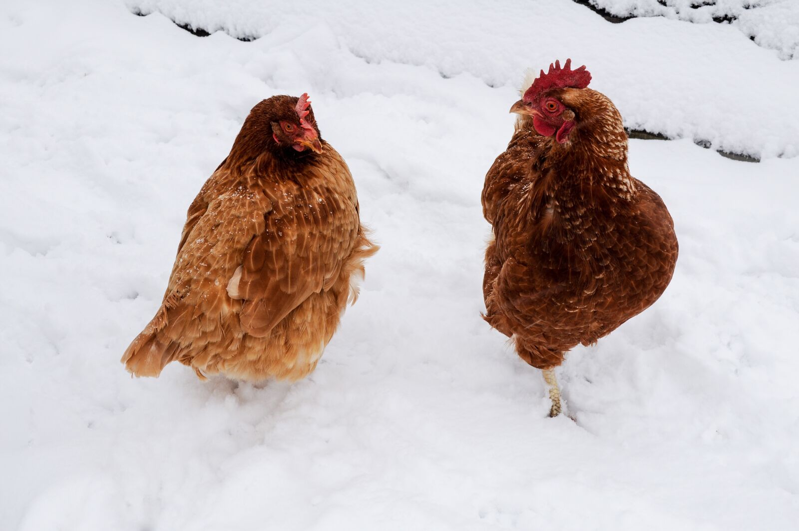 Nikon D5000 sample photo. Chicken, snow, winter photography
