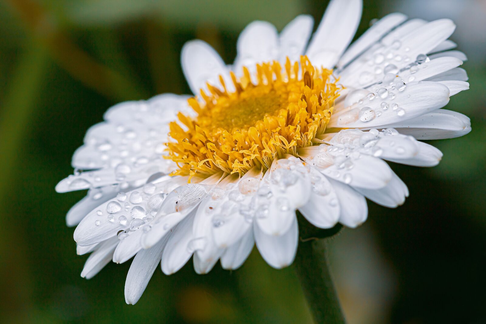 Canon EOS 750D (EOS Rebel T6i / EOS Kiss X8i) sample photo. Marguerite, drip, raindrop photography
