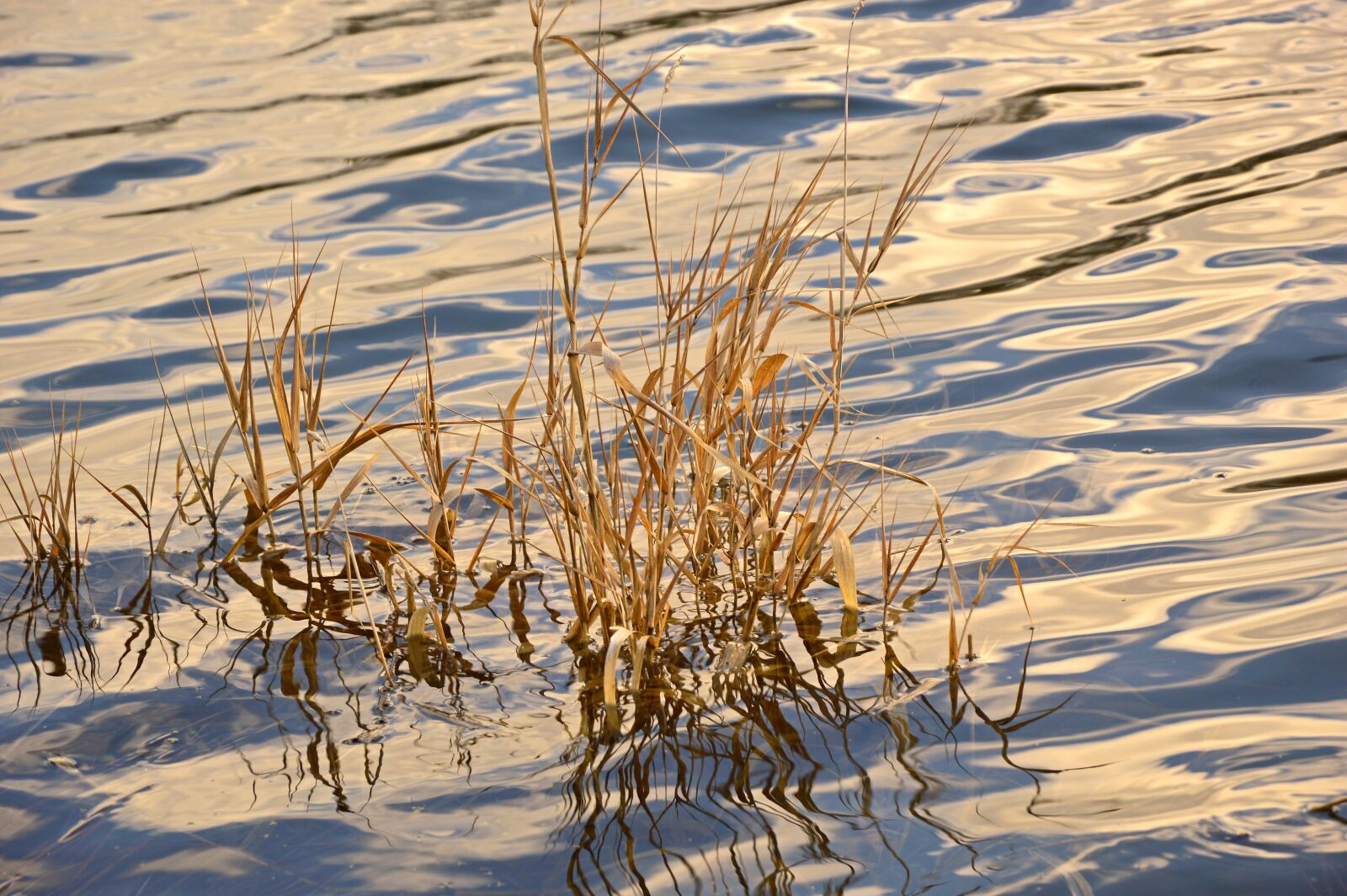 Nikon D3200 sample photo. Grasses, river, wave photography