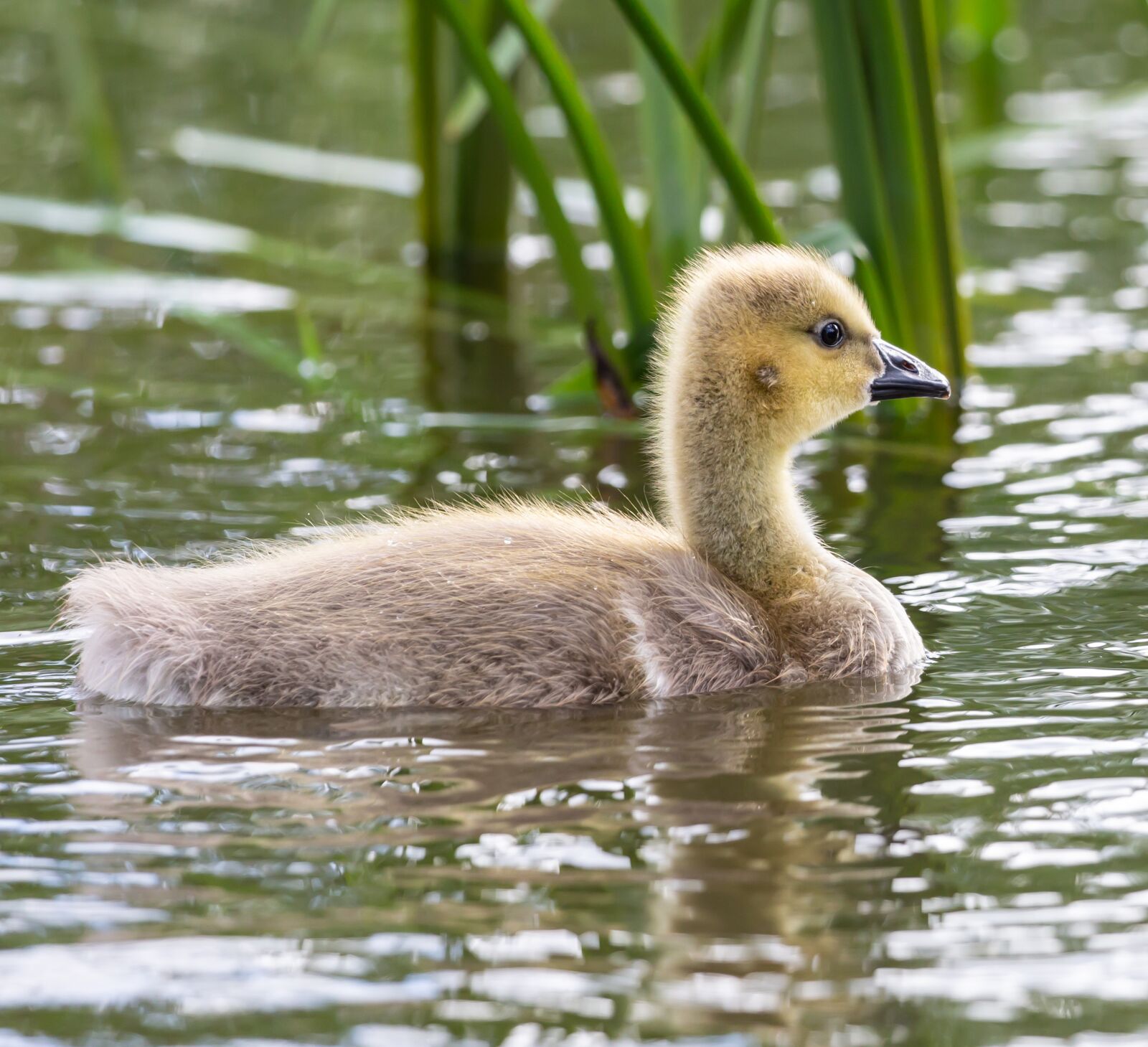 Canon EOS 5D Mark III sample photo. Gosling, baby goose, canada photography