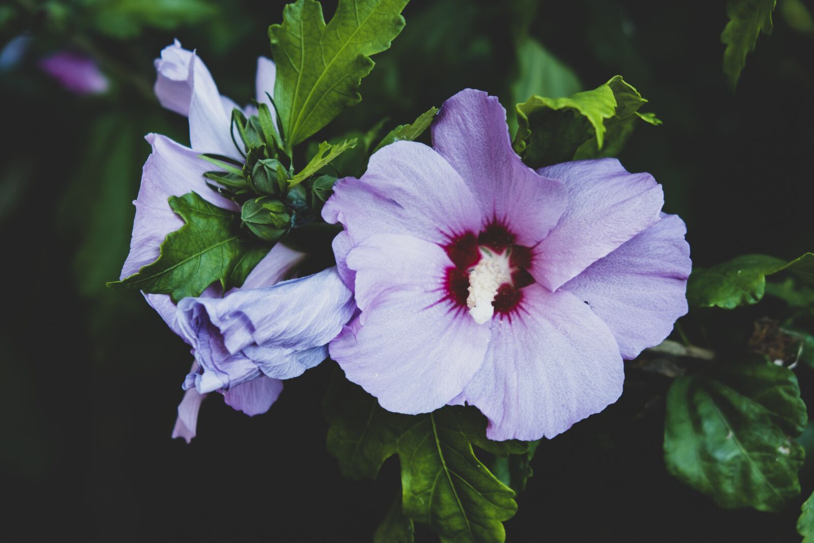 Fujifilm X-E2S sample photo. Flower, nature, purple photography
