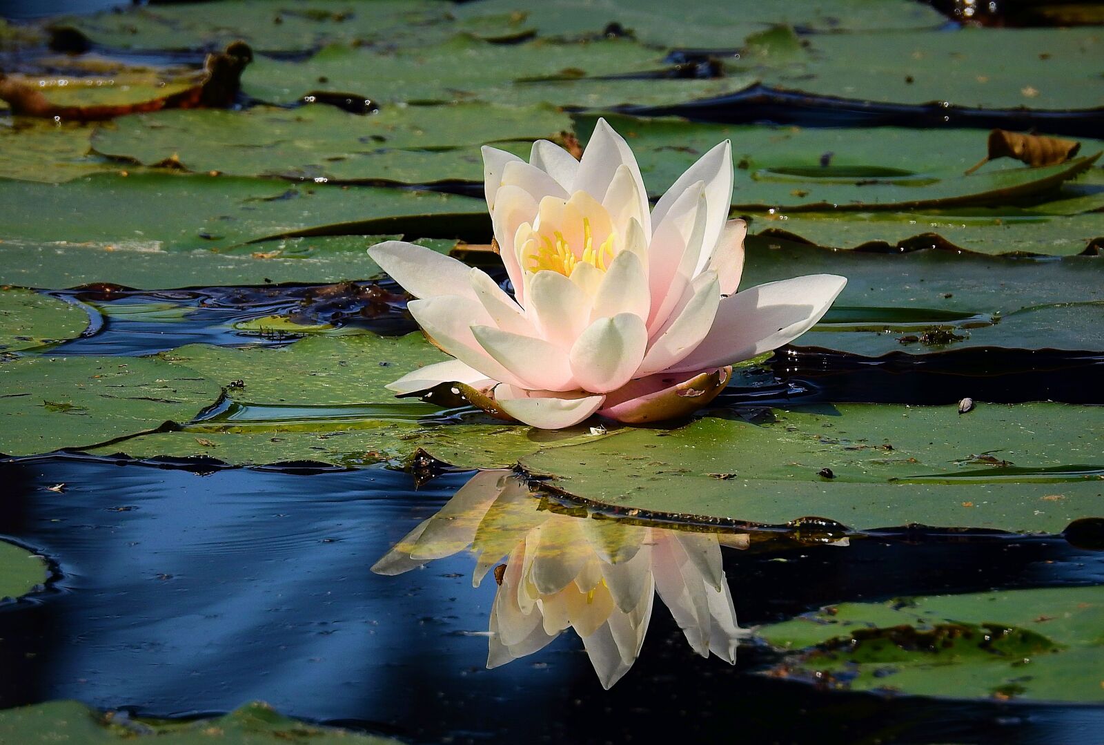 Nikon Coolpix P900 sample photo. Lily, reflected in water photography